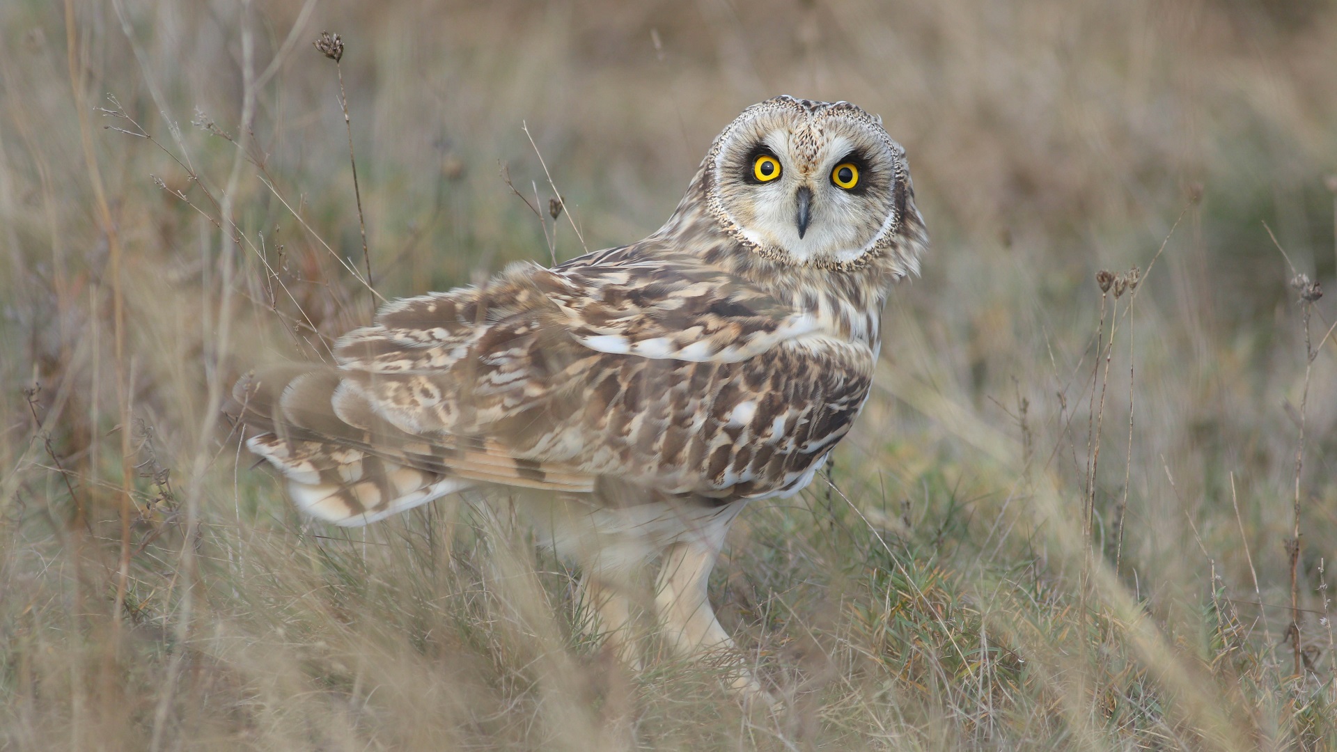 Kır baykuşu » Short-eared Owl » Asio flammeus