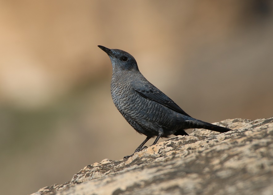 Gökardıç