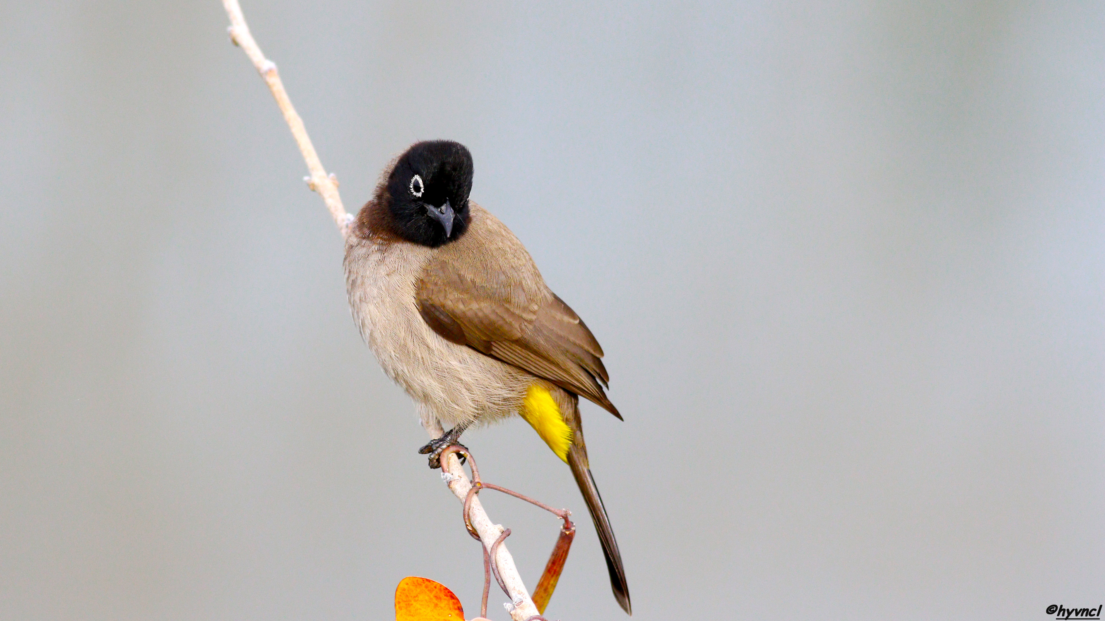 Arapbülbülü » White-spectacled Bulbul » Pycnonotus xanthopygos