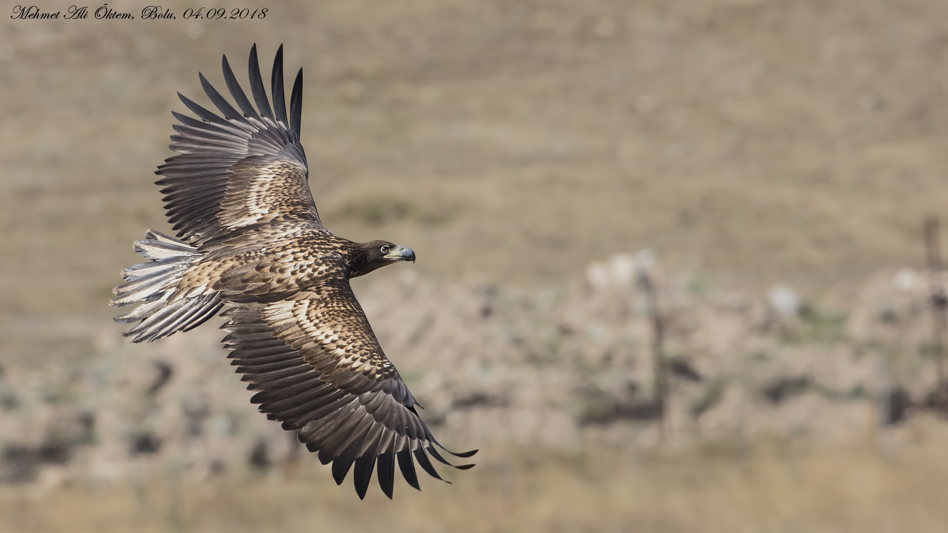 Akkuyruklu kartal » White-tailed Eagle » Haliaeetus albicilla