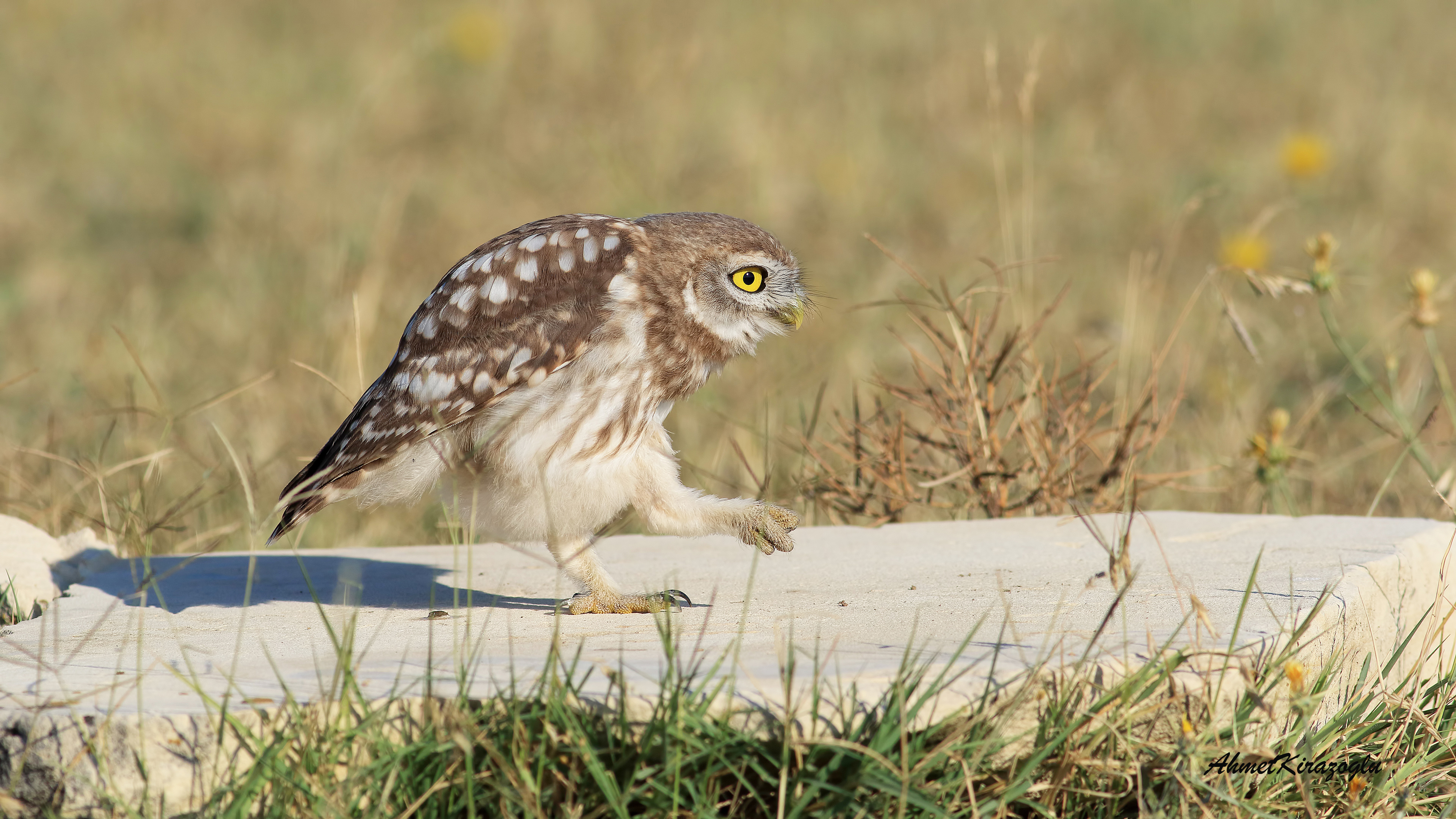 Kukumav » Little Owl » Athene noctua