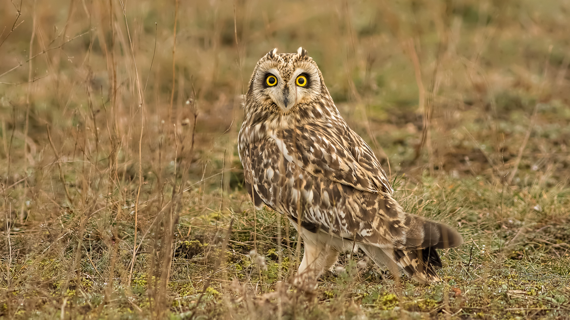 Kır baykuşu » Short-eared Owl » Asio flammeus