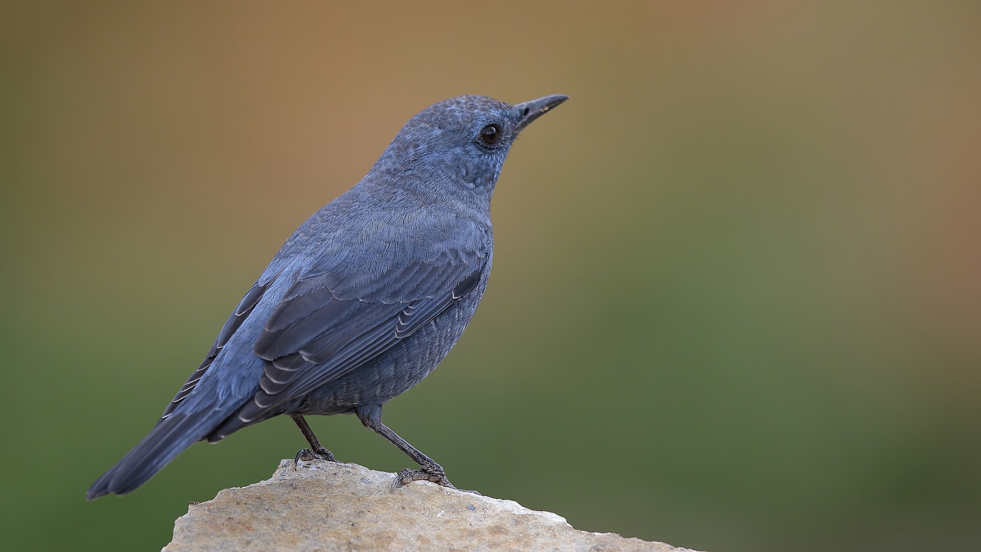 Gökardıç » Blue Rock Thrush » Monticola solitarius