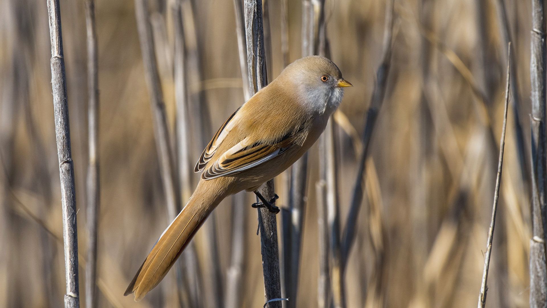 Bıyıklı baştankara » Bearded Reedling » Panurus biarmicus