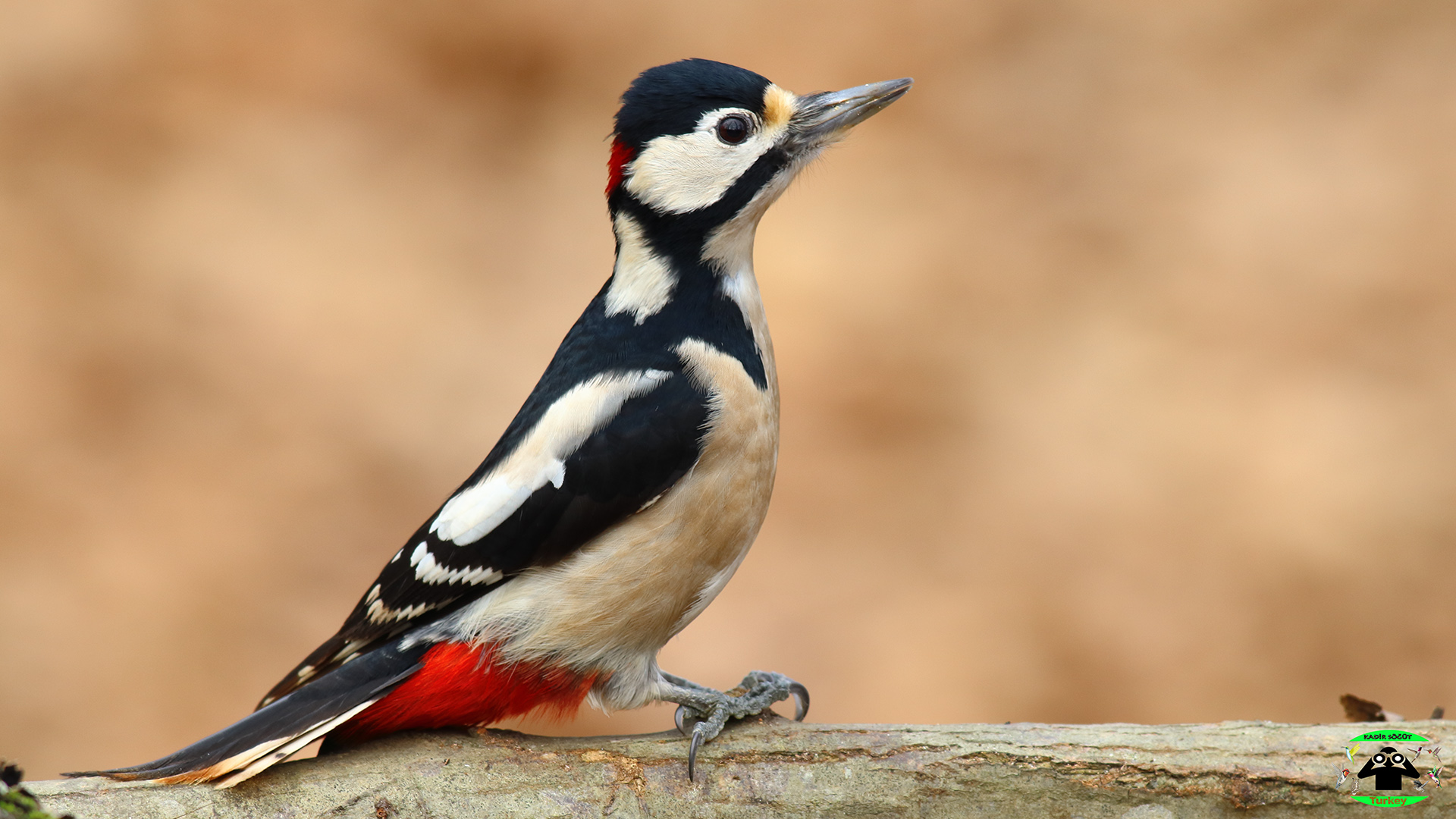 Orman alaca ağaçkakanı » Great Spotted Woodpecker » Dendrocopos major