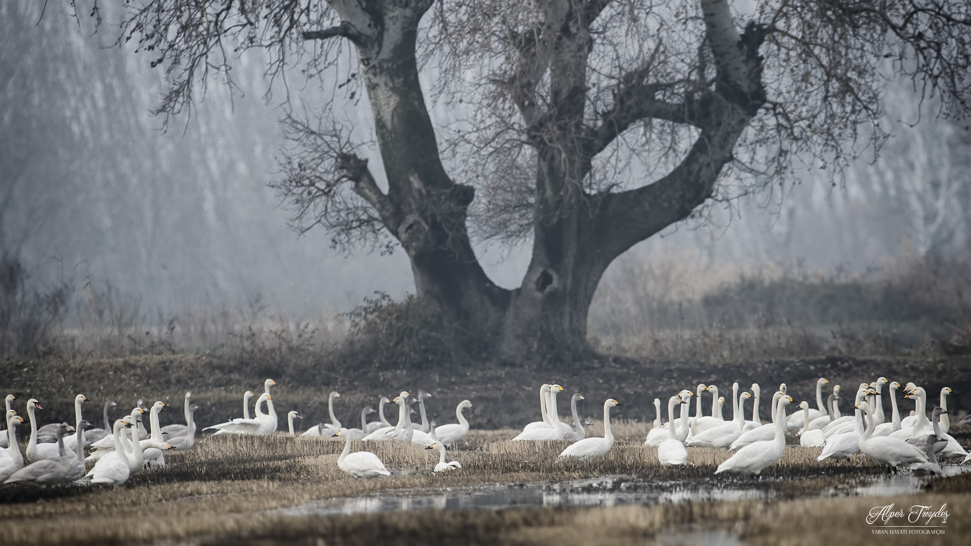 Küçük kuğu » Tundra Swan » Cygnus columbianus