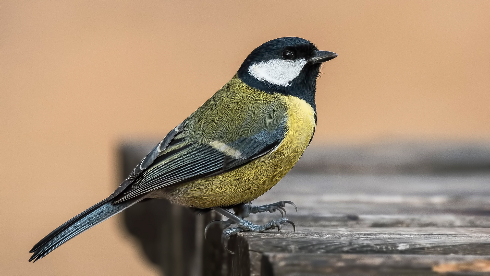 Büyük baştankara » Great Tit » Parus major