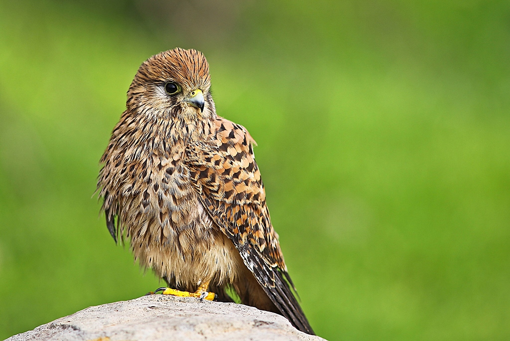 Kerkenez » Common Kestrel » Falco tinnunculus