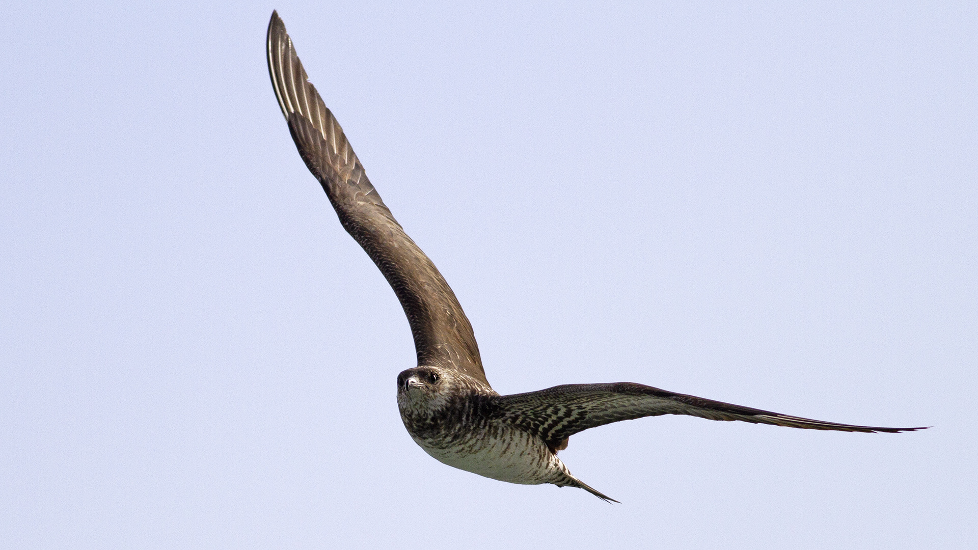 Korsanmartı » Parasitic Jaeger » Stercorarius parasiticus