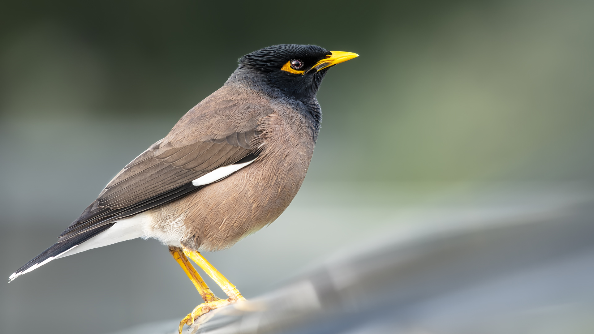 Çiğdeci » Common Myna » Acridotheres tristis