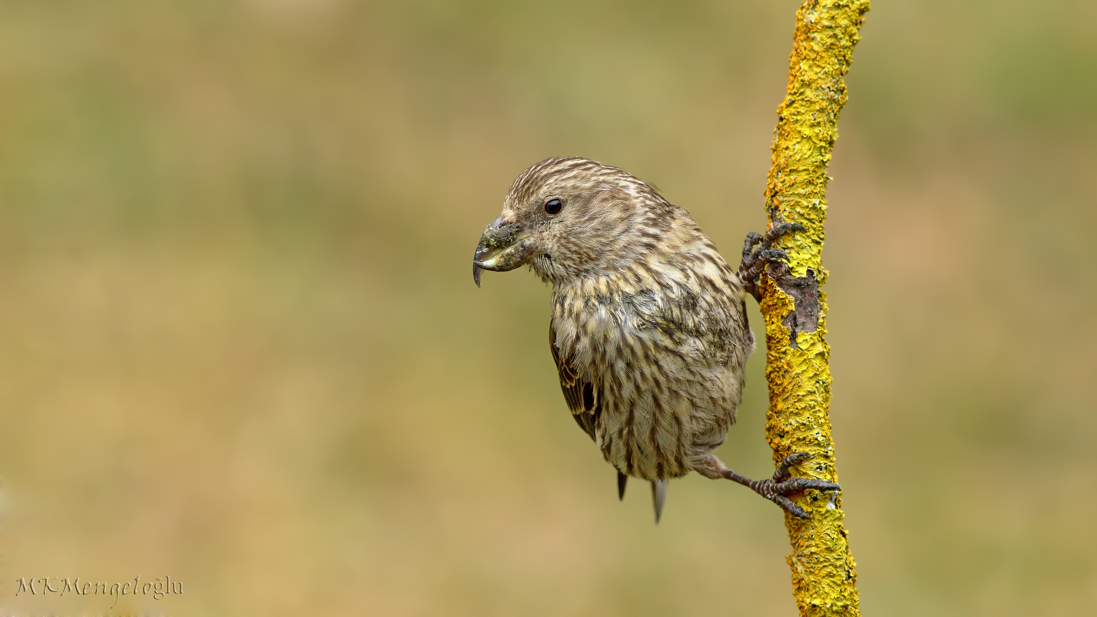 Çaprazgaga » Red Crossbill » Loxia curvirostra