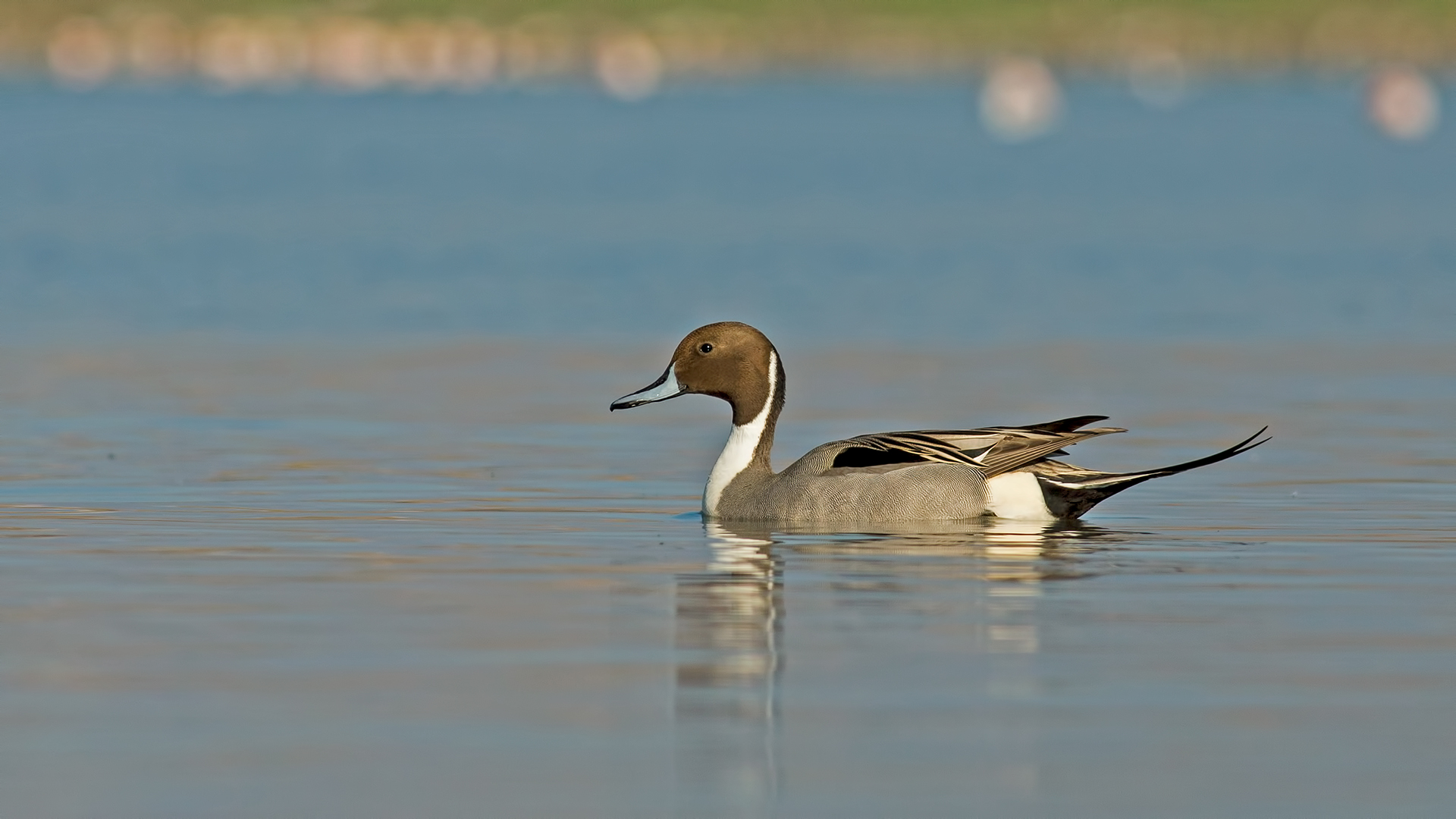 Kılkuyruk » Northern Pintail » Anas acuta