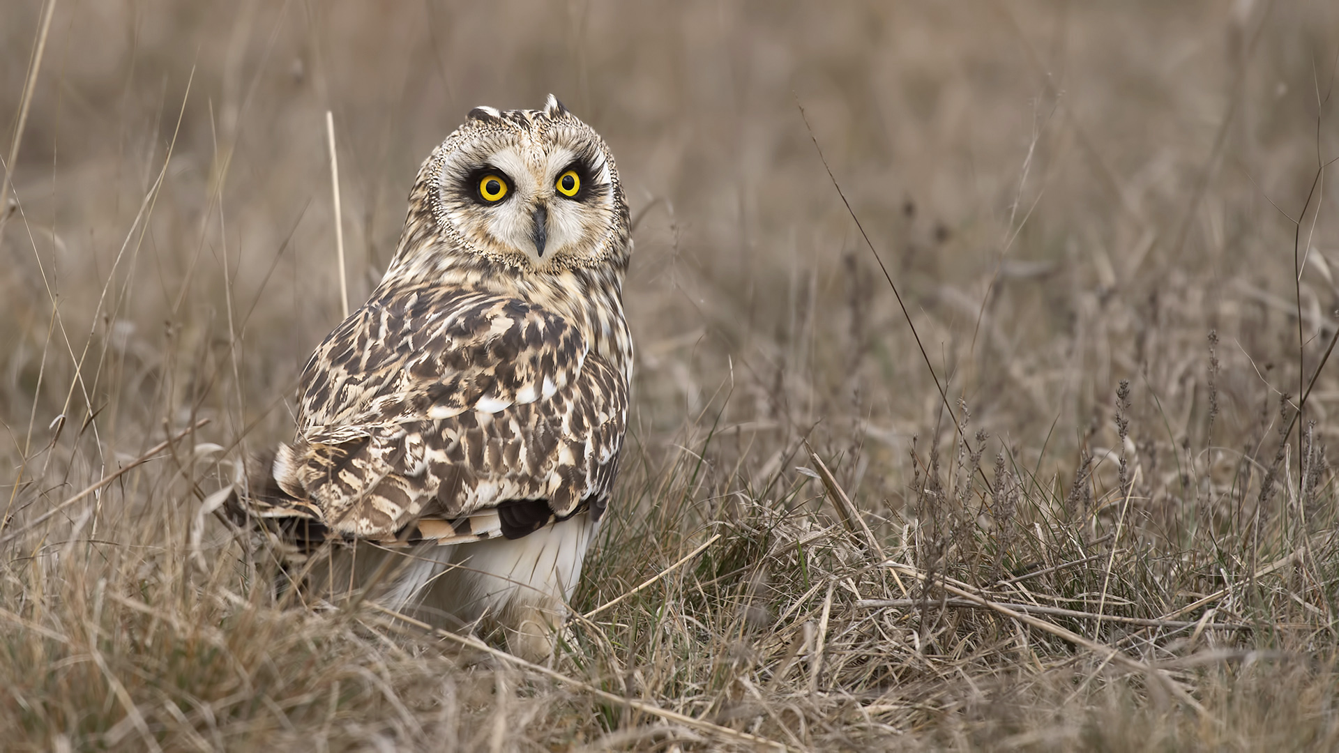 Kır baykuşu » Short-eared Owl » Asio flammeus