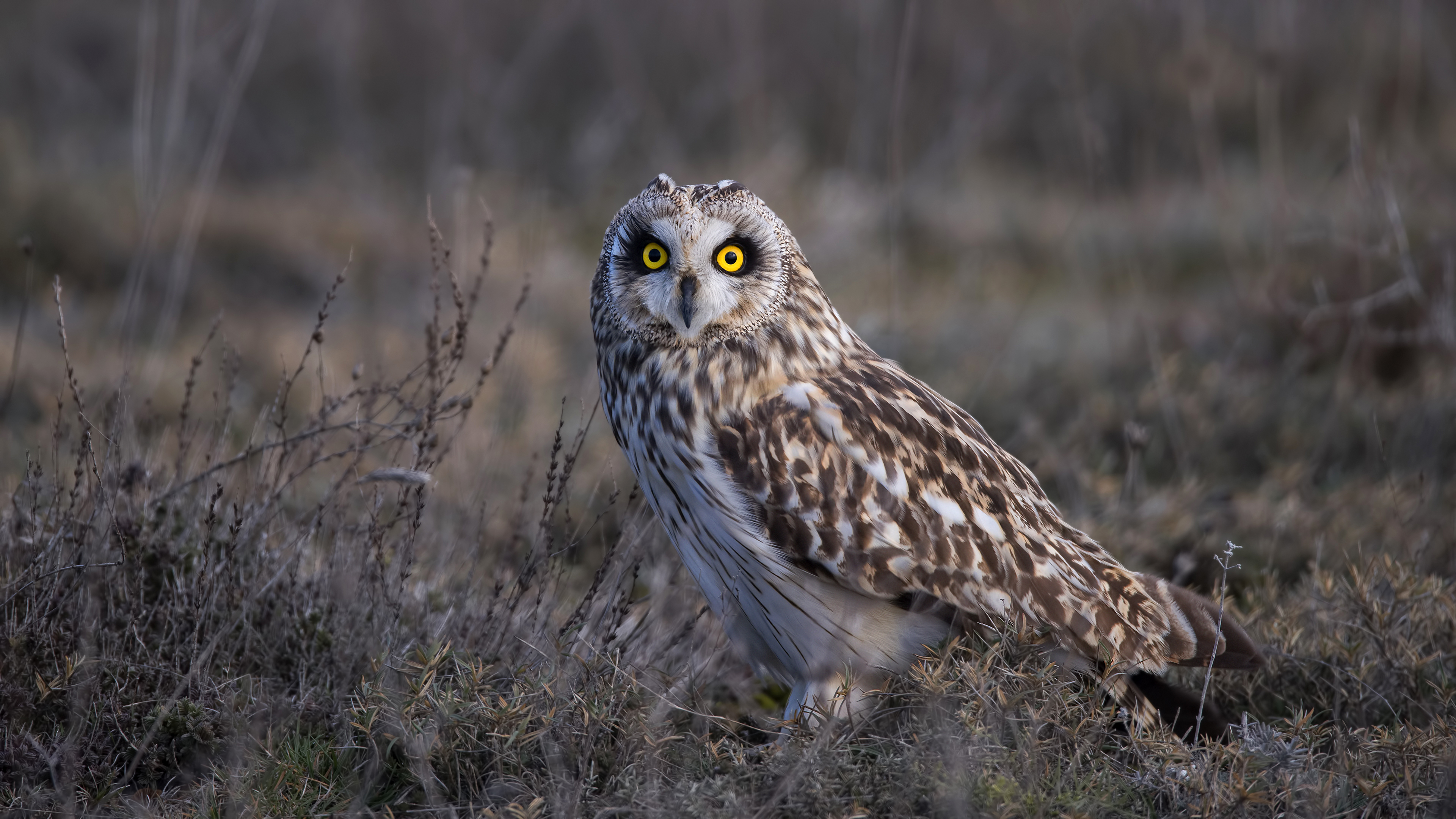 Kır baykuşu » Short-eared Owl » Asio flammeus