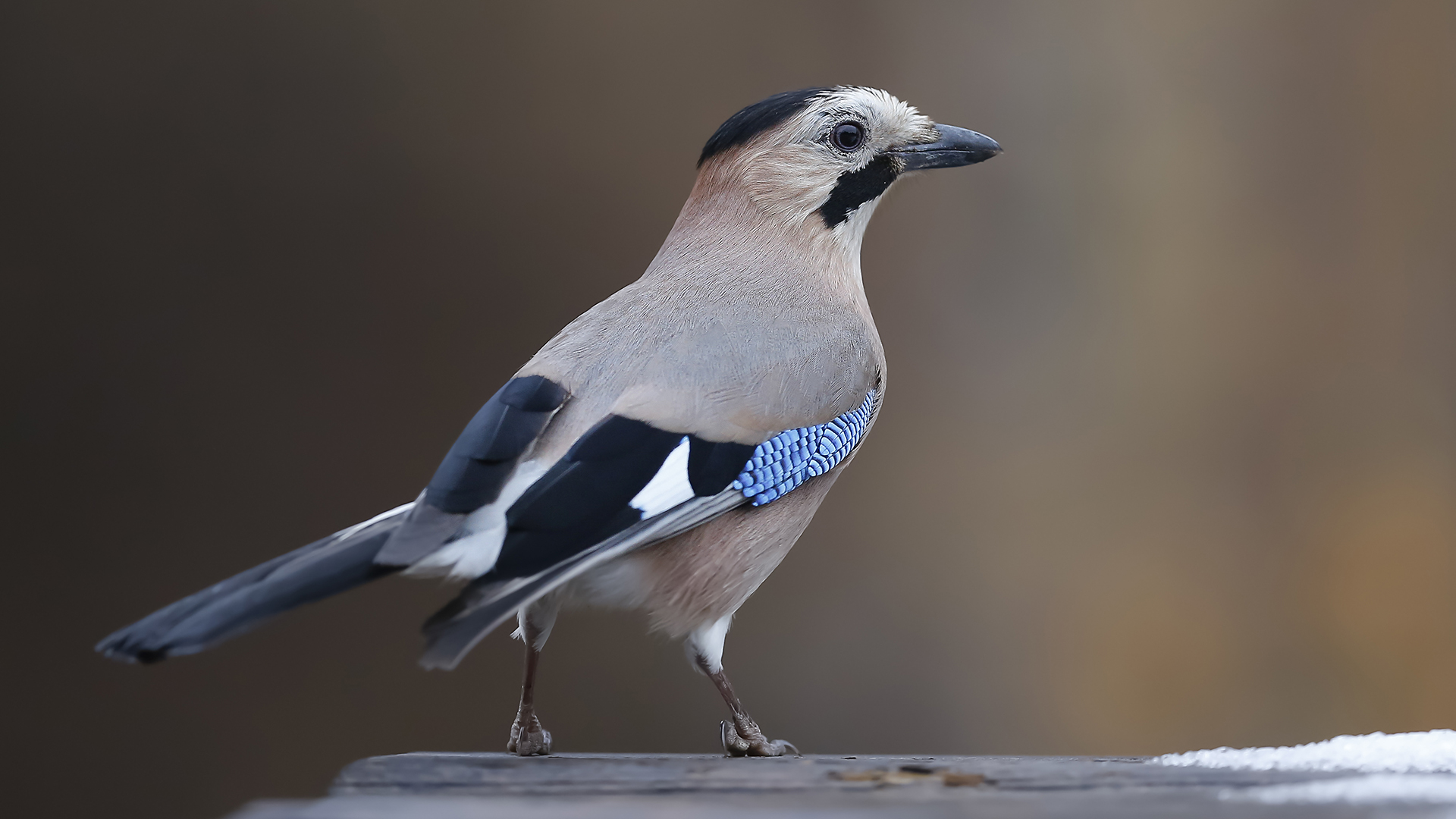 Alakarga » Eurasian Jay » Garrulus glandarius