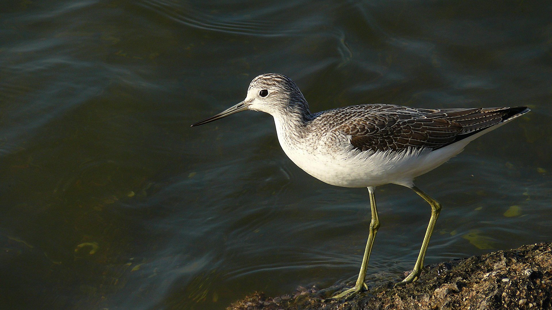 Yeşilbacak » Common Greenshank » Tringa nebularia