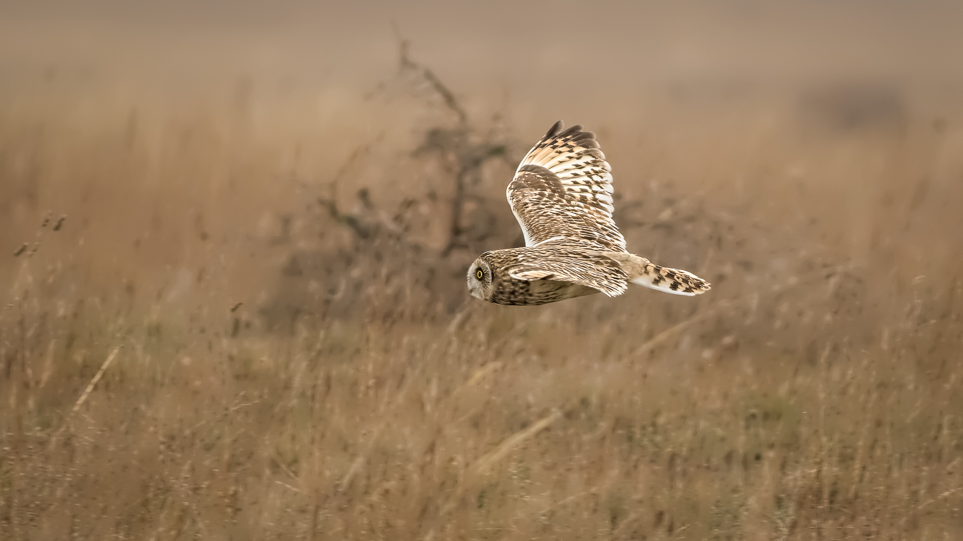 Kır baykuşu » Short-eared Owl » Asio flammeus