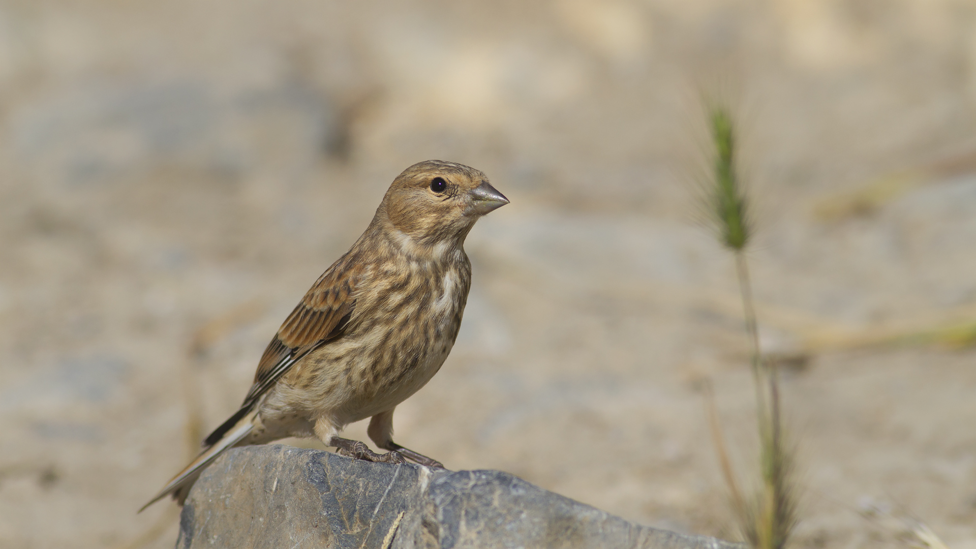 Ketenkuşu » Common Linnet » Linaria cannabina