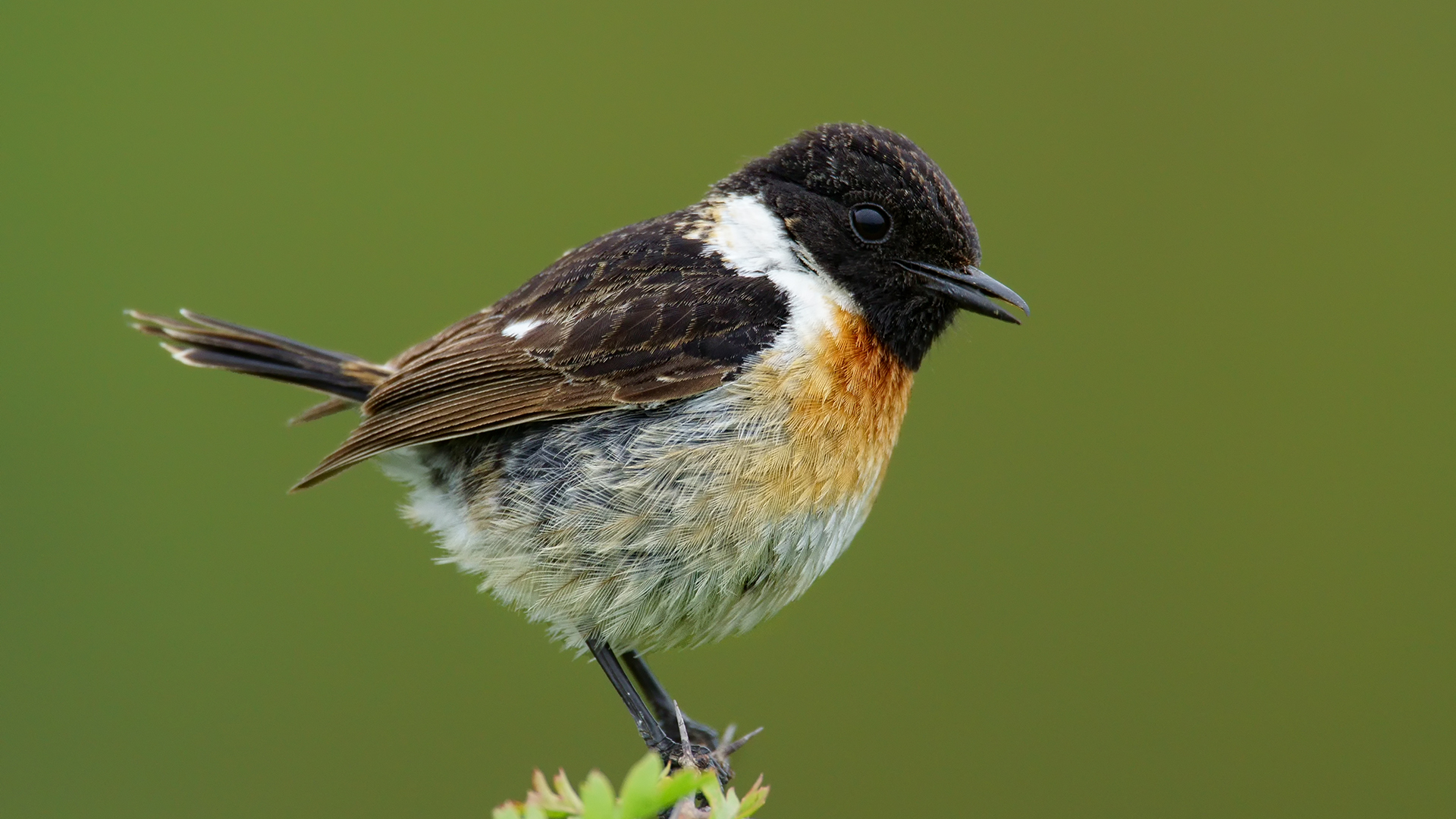 Taşkuşu » European Stonechat » Saxicola rubicola