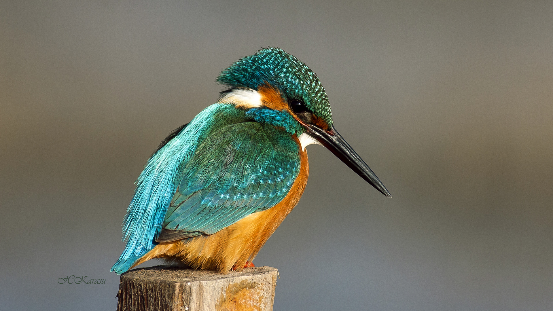 Yalıçapkını » Common Kingfisher » Alcedo atthis