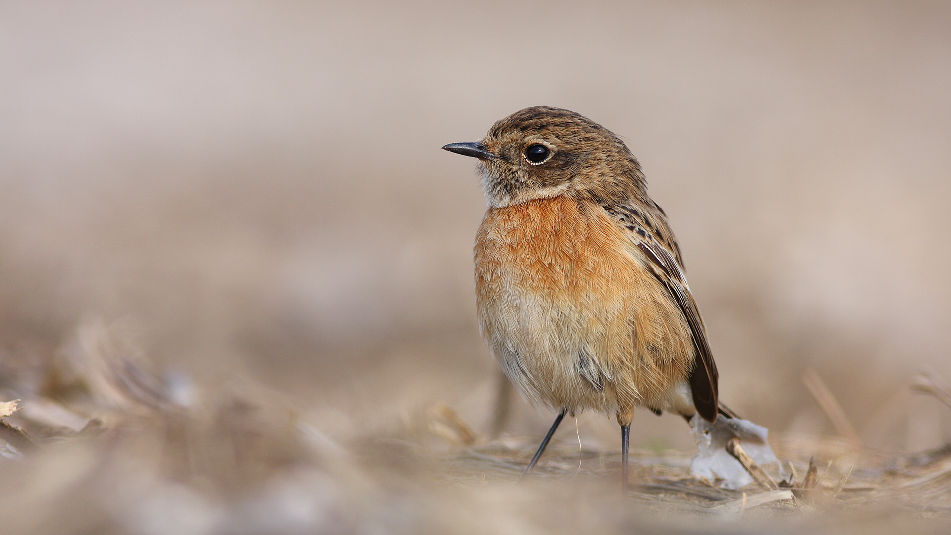 Taşkuşu » European Stonechat » Saxicola rubicola