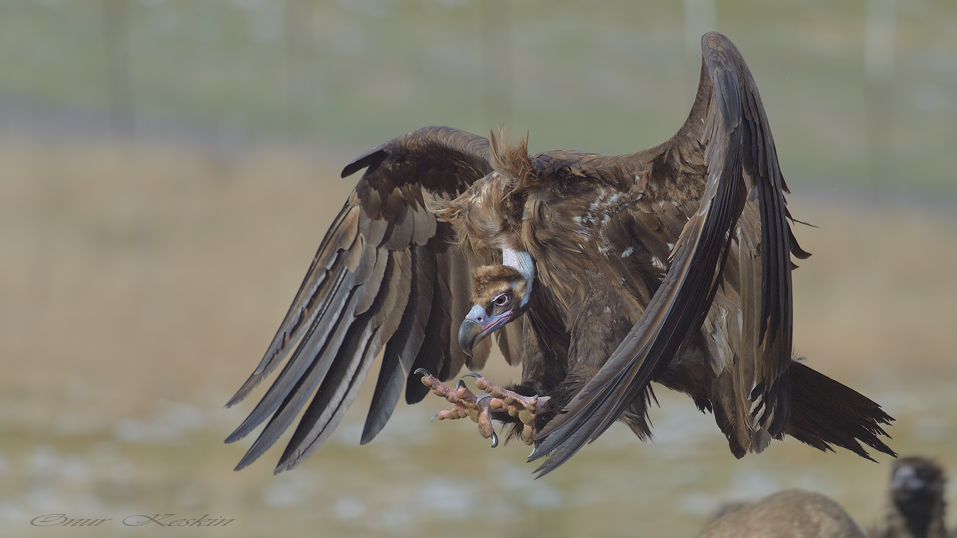 Kara akbaba » Cinereous Vulture » Aegypius monachus