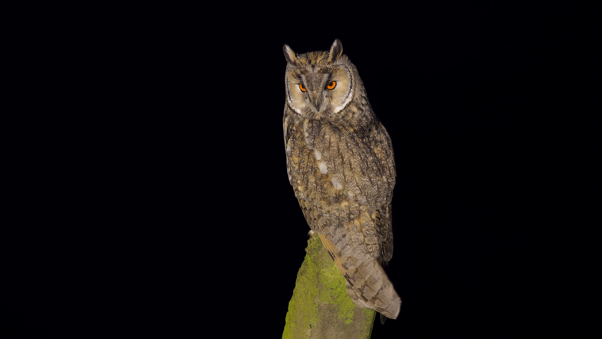 Kulaklı orman baykuşu » Long-eared Owl » Asio otus