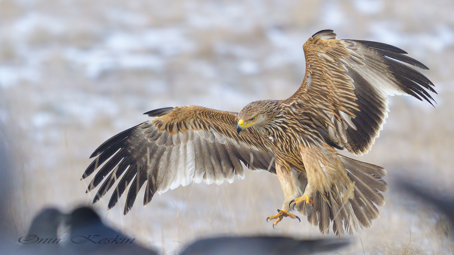 Şah kartal » Eastern Imperial Eagle » Aquila heliaca