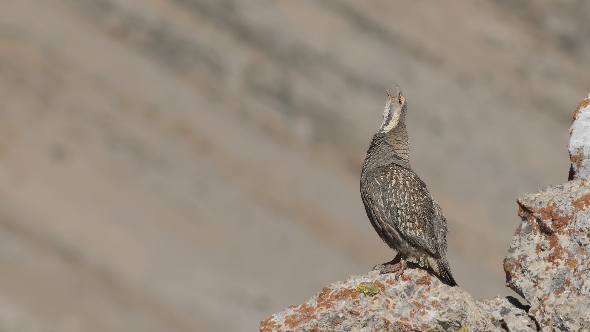 Urkeklik » Caspian Snowcock » Tetraogallus caspius