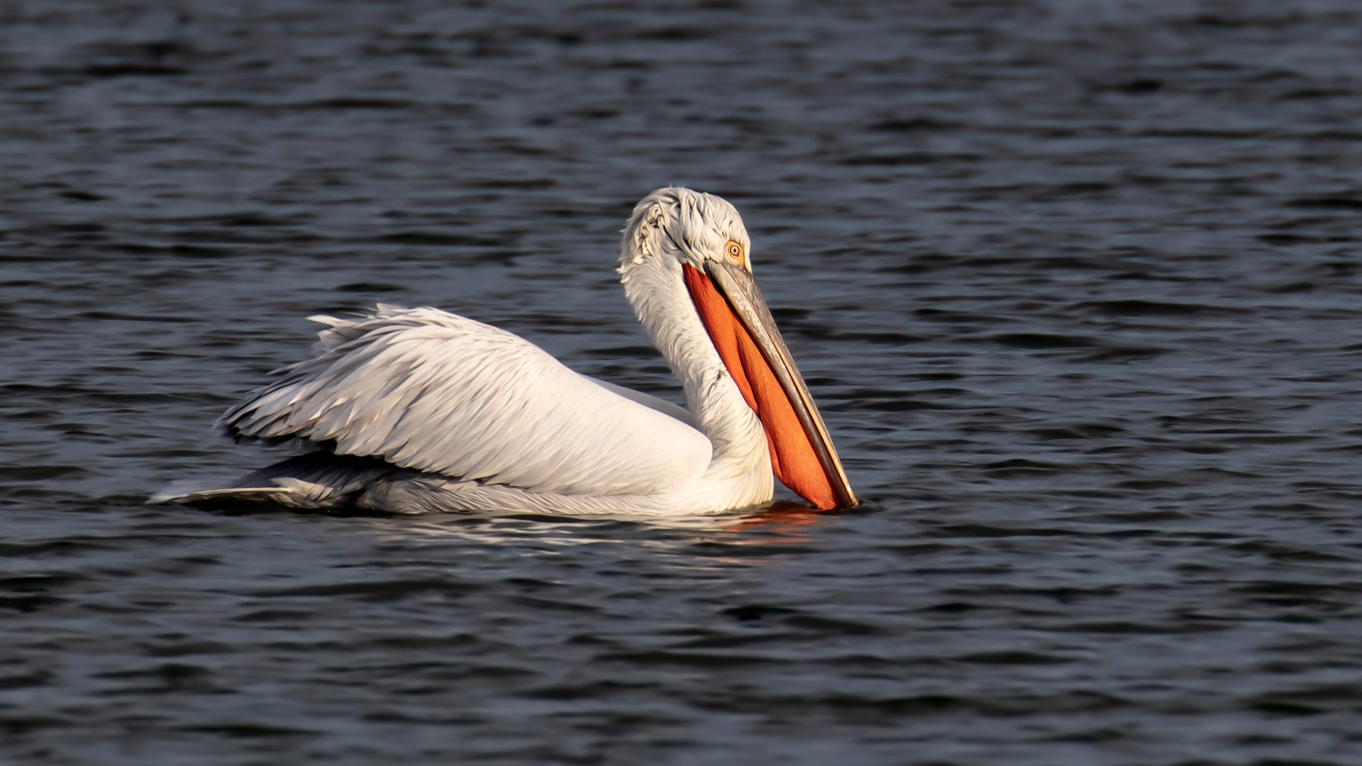 Tepeli pelikan » Dalmatian Pelican » Pelecanus crispus