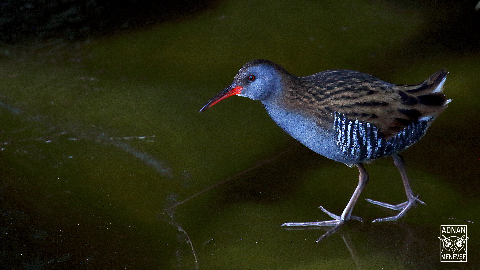 Sukılavuzu » Water Rail » Rallus aquaticus