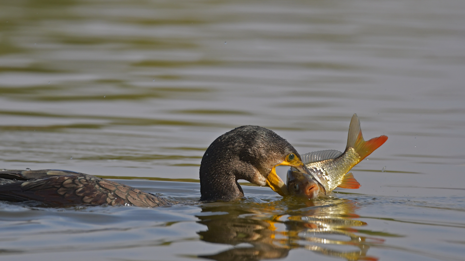 Karabatak » Great Cormorant » Phalacrocorax carbo