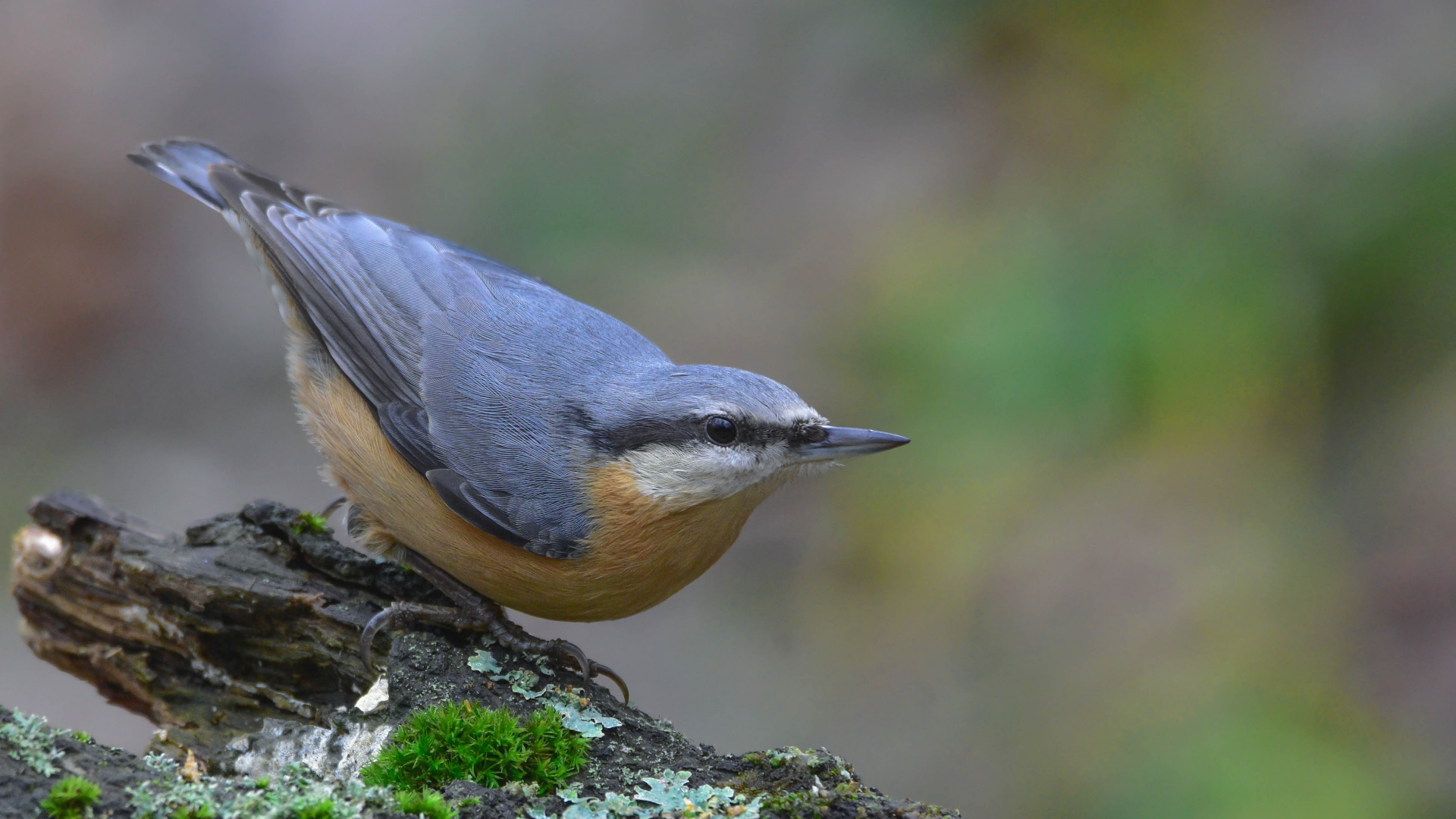 Sıvacı » Eurasian Nuthatch » Sitta europaea