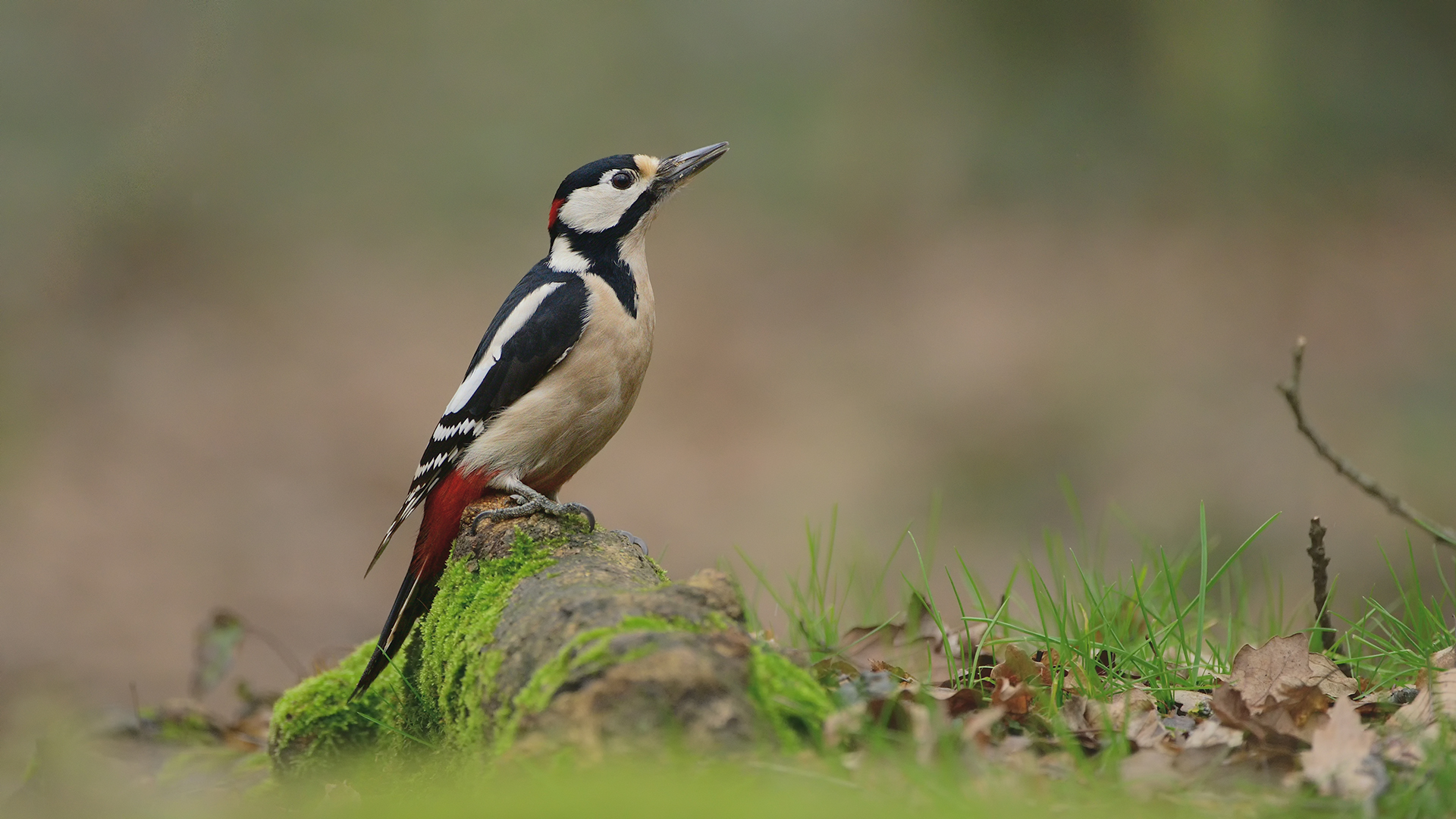 Orman alaca ağaçkakanı » Great Spotted Woodpecker » Dendrocopos major