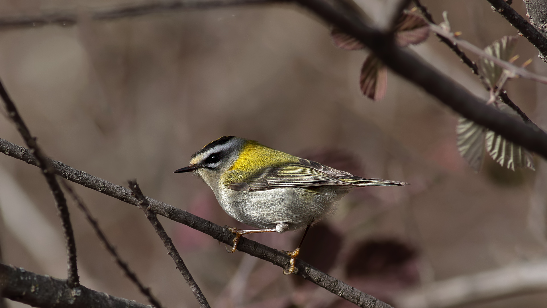 Sürmeli çalıkuşu » Common Firecrest » Regulus ignicapilla