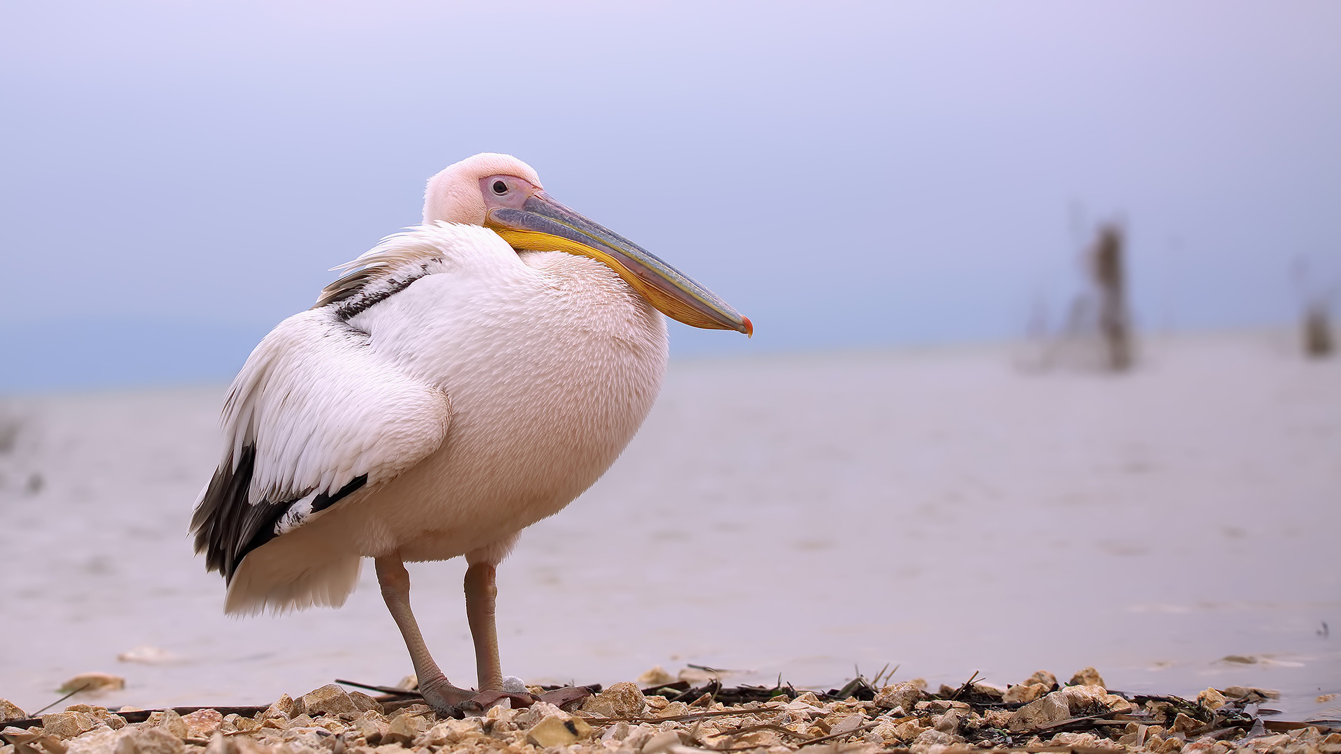 Ak pelikan » Great White Pelican » Pelecanus onocrotalus