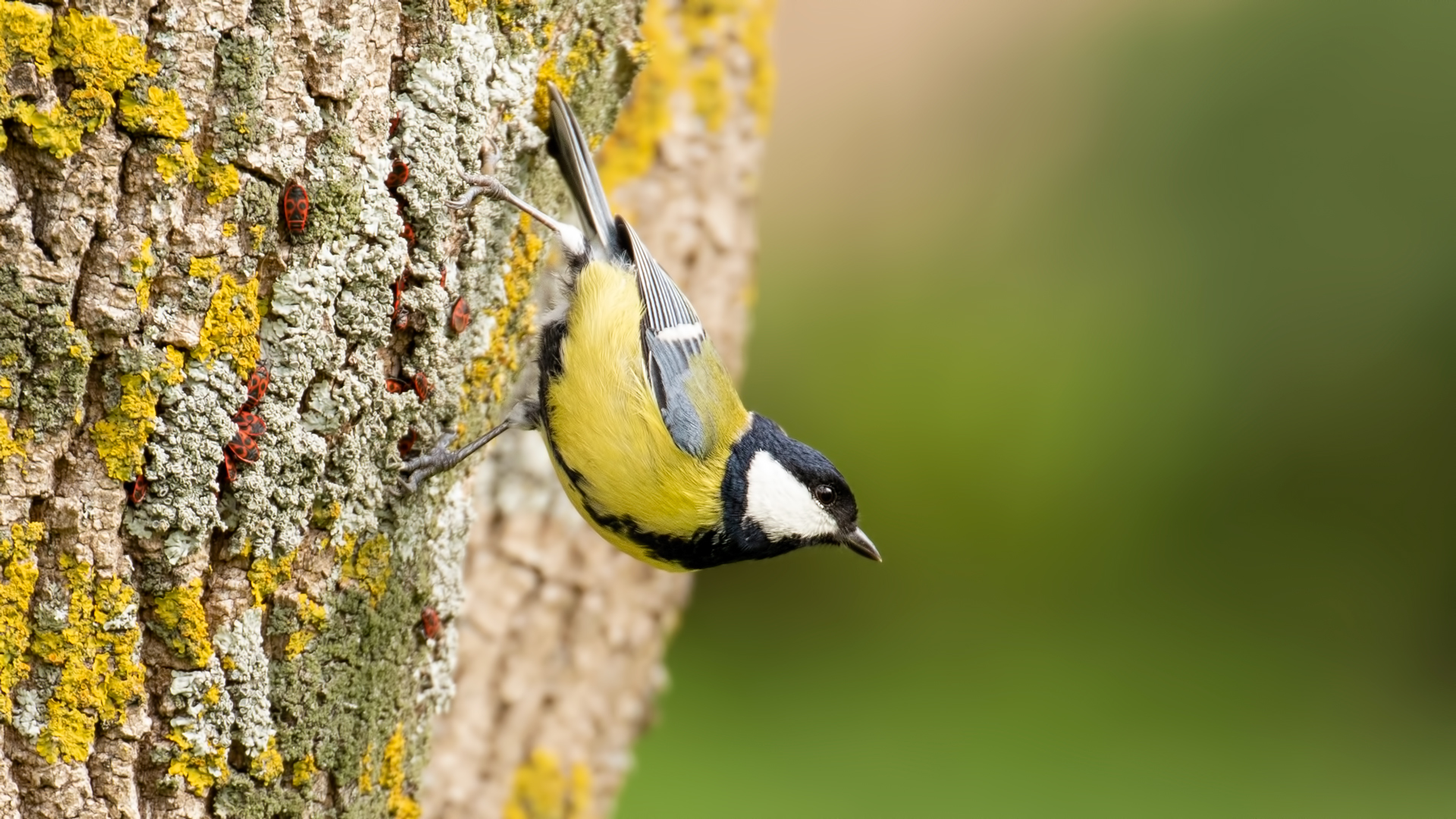 Büyük baştankara » Great Tit » Parus major