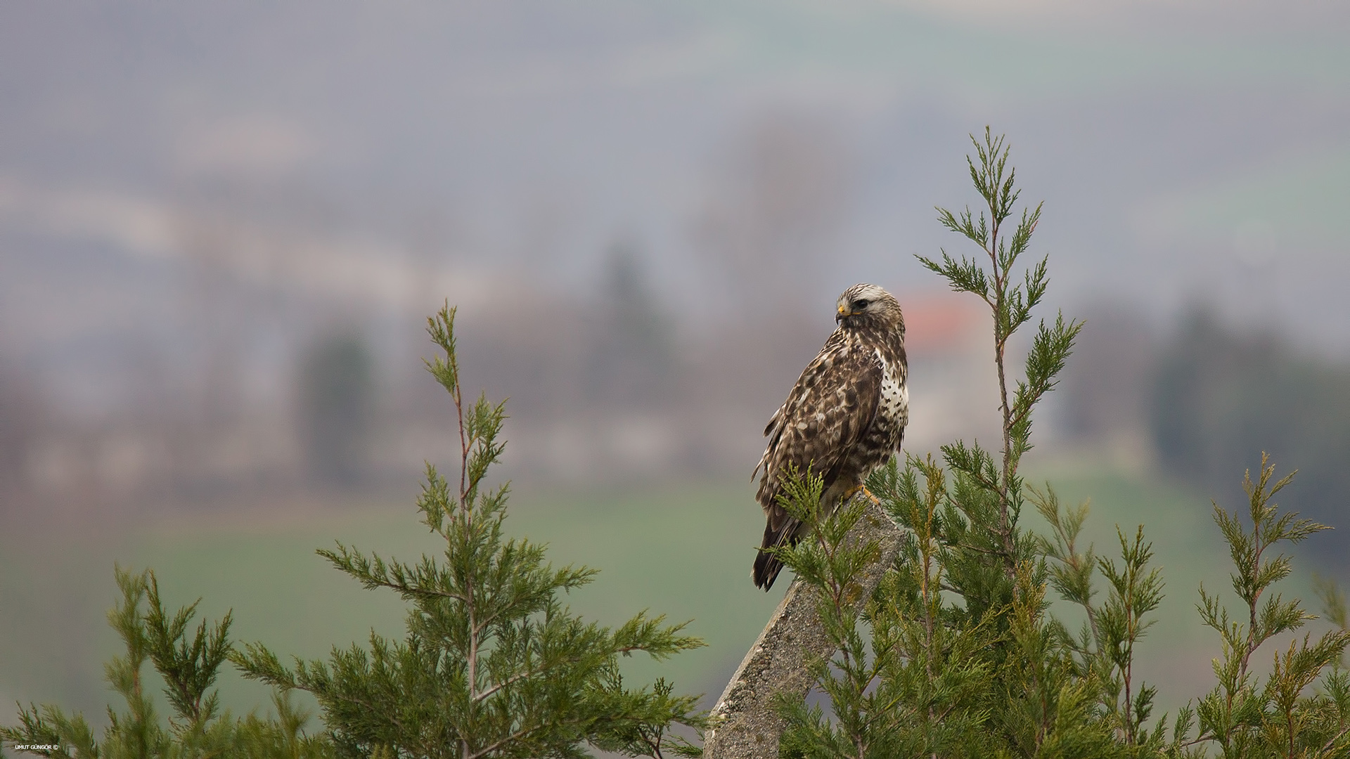 Paçalı şahin » Rough-legged Buzzard » Buteo lagopus