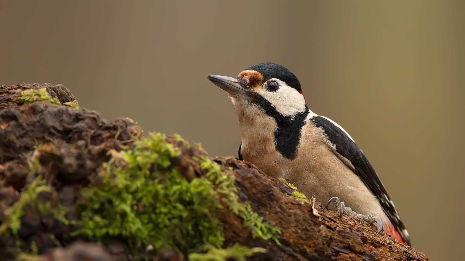 Orman alaca ağaçkakanı » Great Spotted Woodpecker » Dendrocopos major