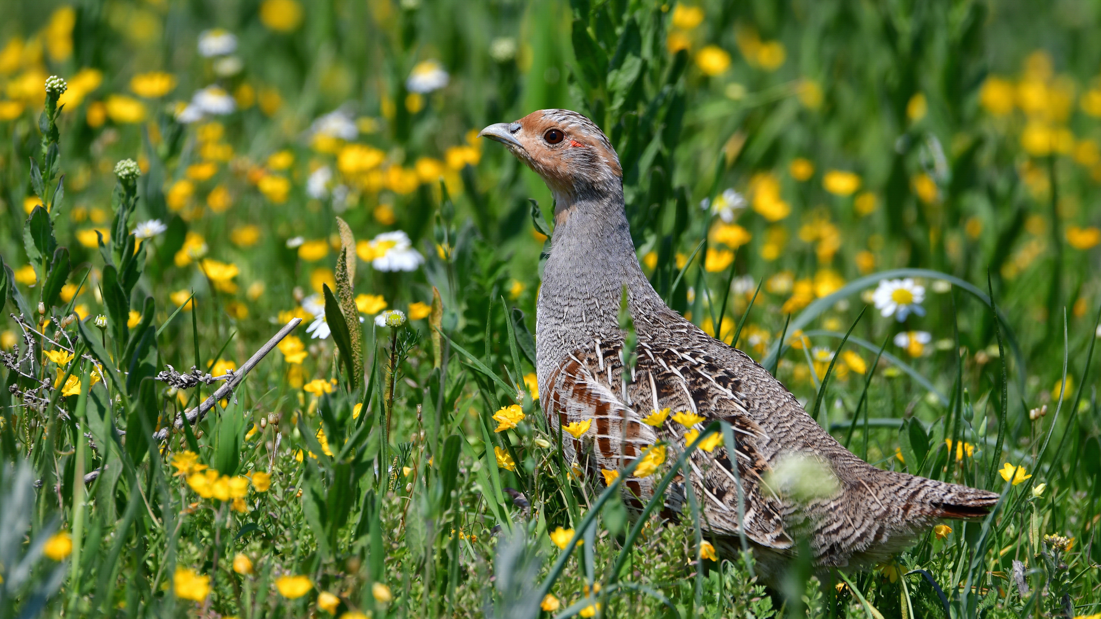 Çilkeklik » Grey Partridge » Perdix perdix