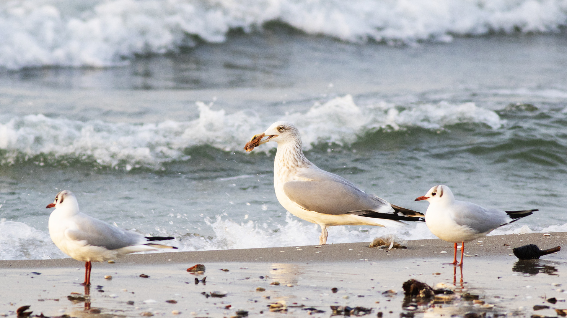 Kuzey gümüş martı » European Herring Gull » Larus argentatus