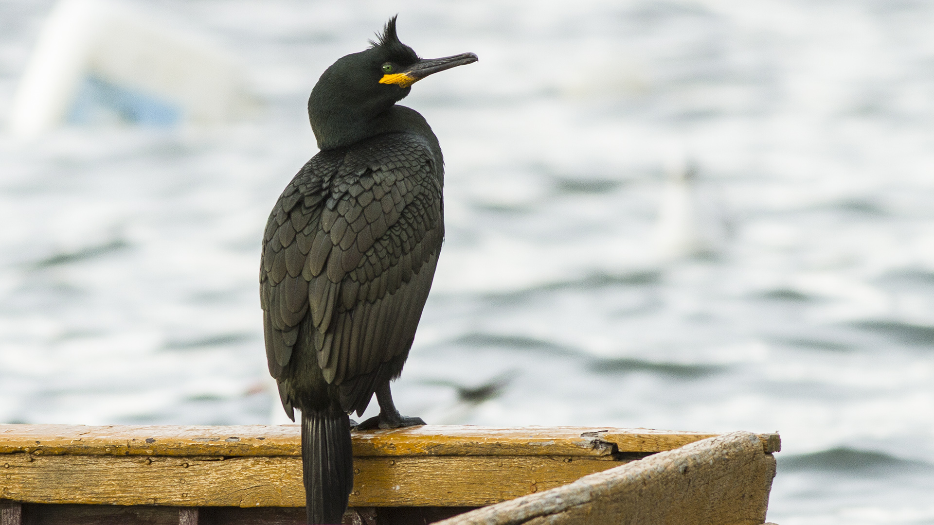 Tepeli karabatak » European Shag » Phalacrocorax aristotelis