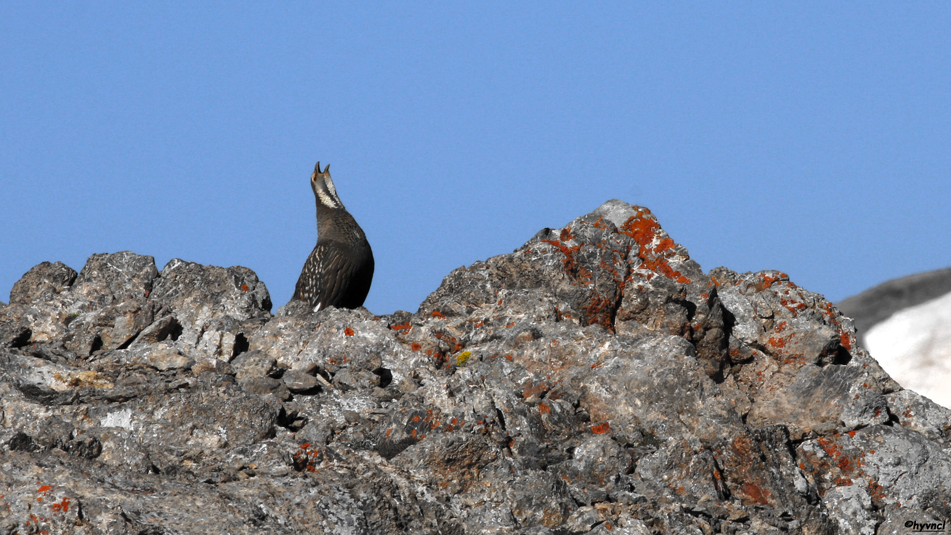 Urkeklik » Caspian Snowcock » Tetraogallus caspius