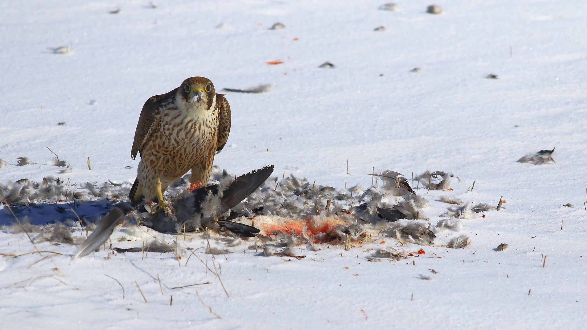 Gök doğan » Peregrine Falcon » Falco peregrinus