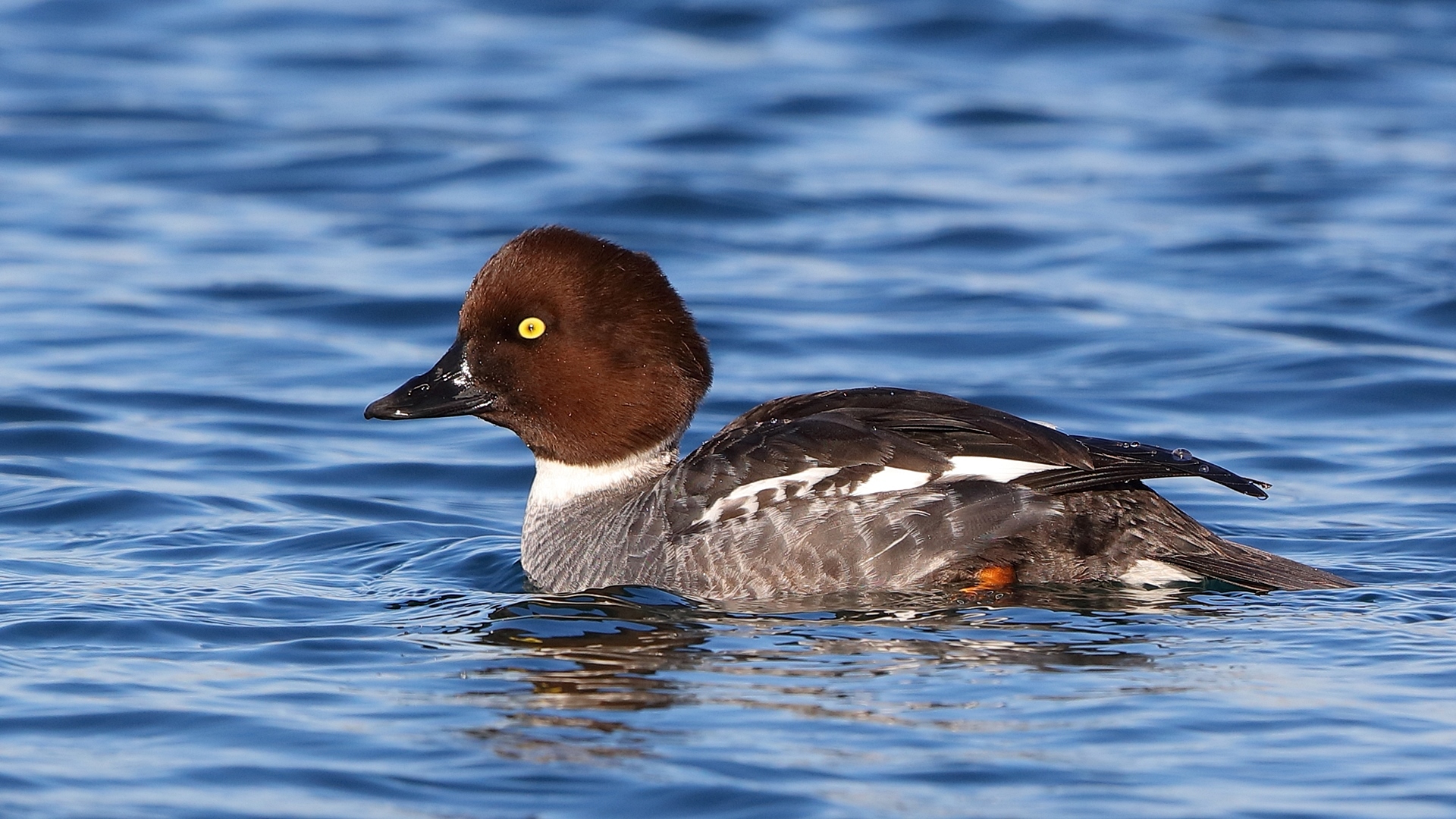 Altıngöz » Common Goldeneye » Bucephala clangula