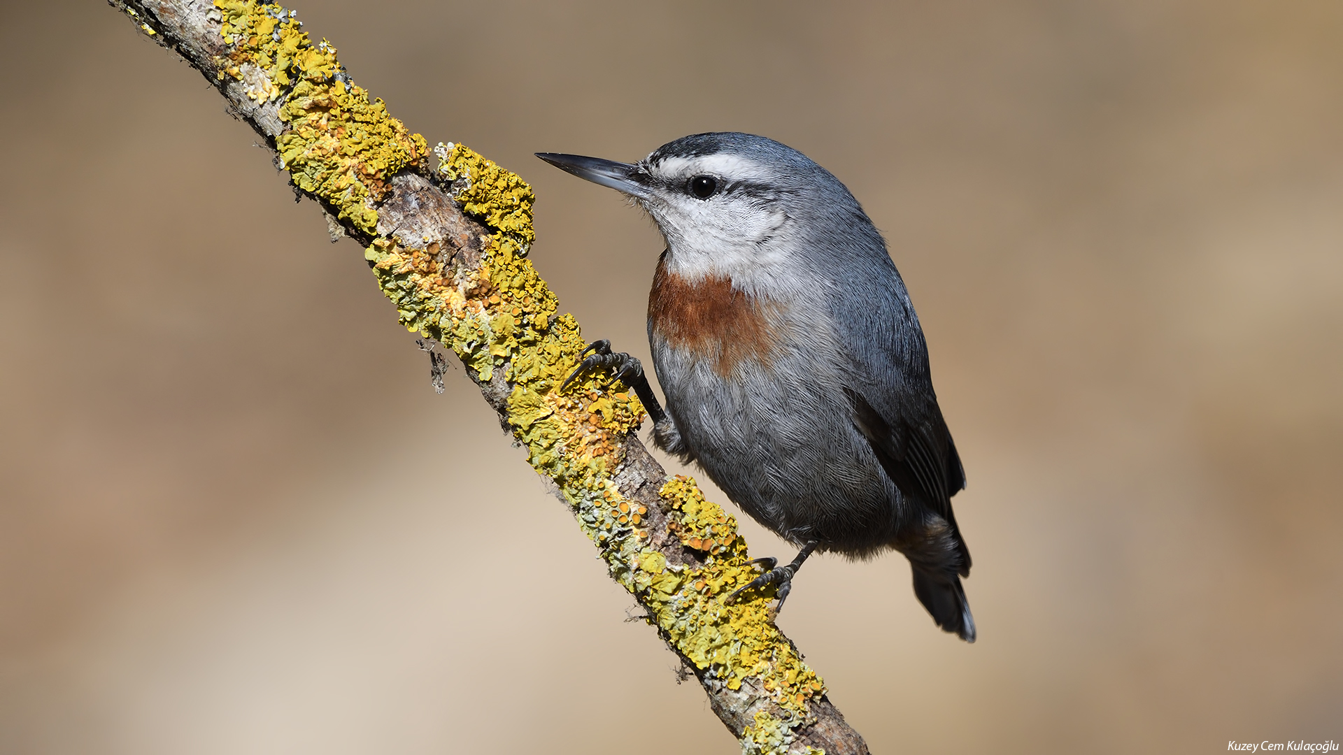 Anadolu sıvacısı » Krüper`s Nuthatch » Sitta krueperi