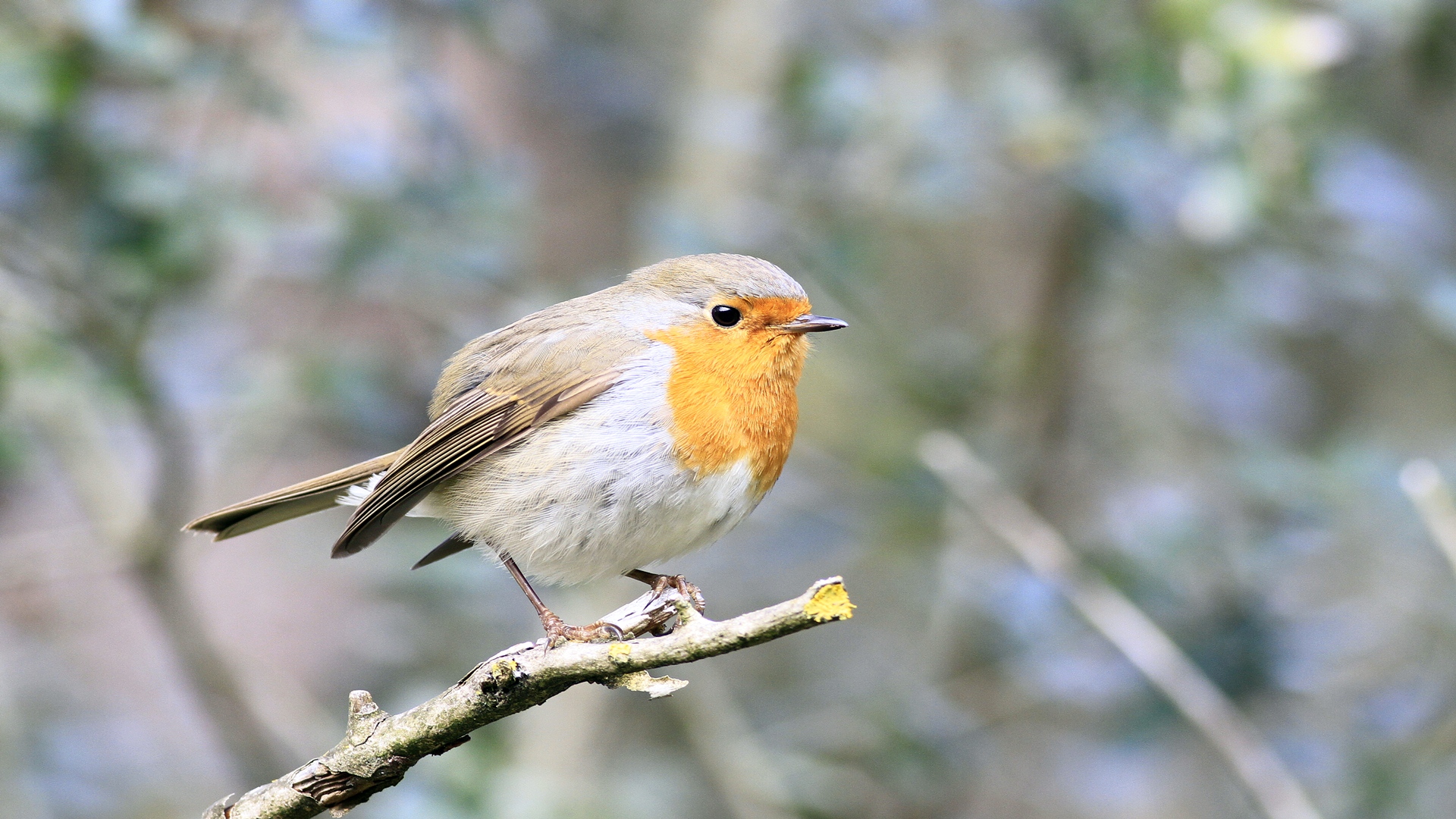 Kızılgerdan » European Robin » Erithacus rubecula