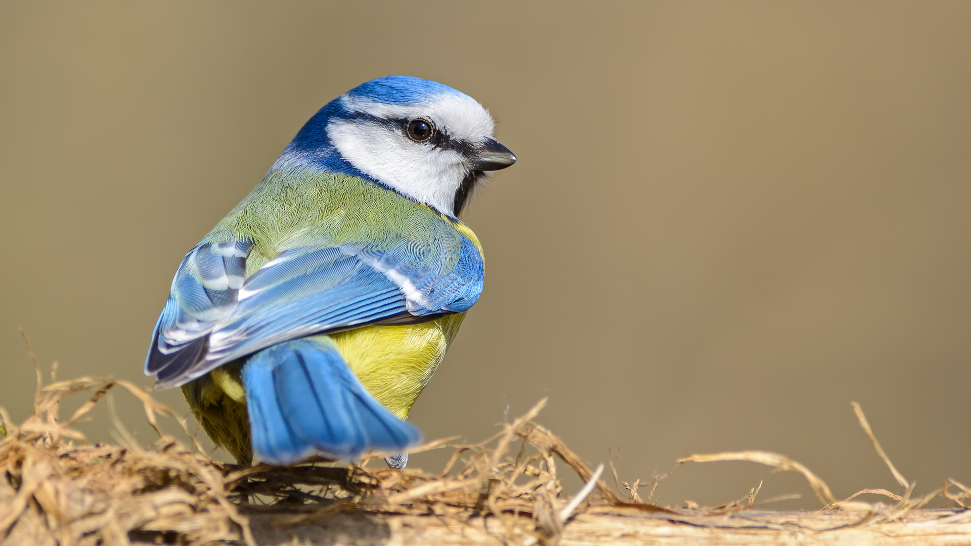 Mavi baştankara » Eurasian Blue Tit » Cyanistes caeruleus