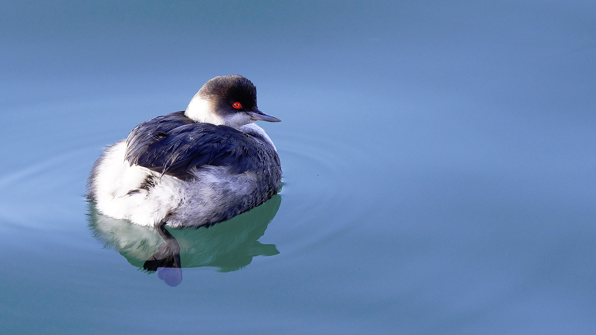 Karaboyunlu batağan » Black-necked Grebe » Podiceps nigricollis