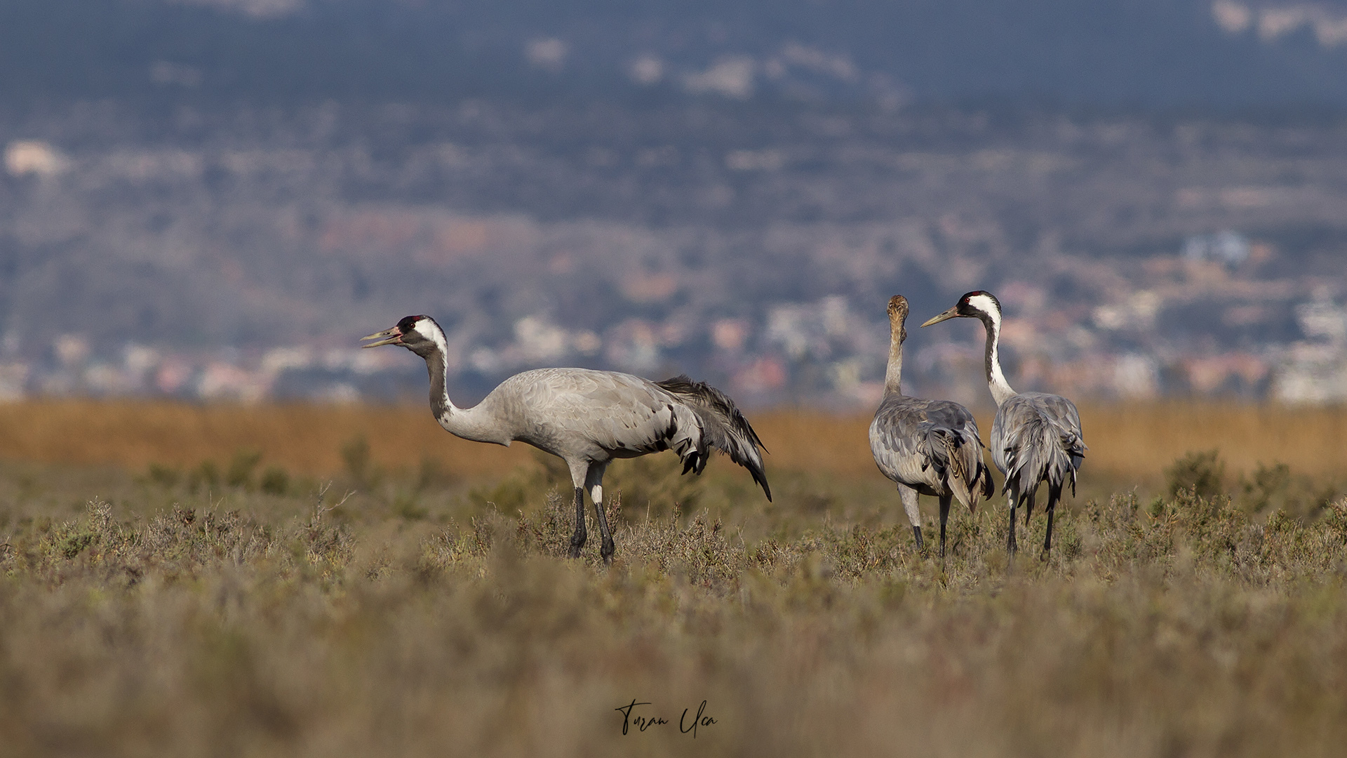 Turna » Common Crane » Grus grus